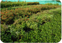 Arun Farms & Nursery