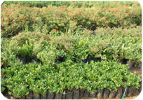 Arun Farms & Nursery