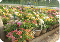 Arun Farms & Nursery