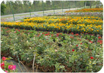 Arun Farms & Nursery