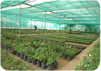 Arun Farms & Nursery