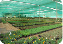 Arun Farms & Nursery