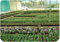 Arun Farms & Nursery