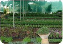 Arun Farms & Nursery