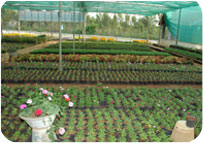 Arun Farms & Nursery