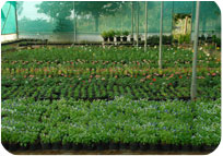 Arun Farms & Nursery