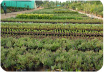 Arun Farms & Nursery