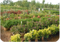 Arun Farms & Nursery