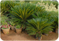 Arun Farms & Nursery