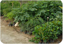 Arun Farms & Nursery