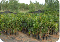 Arun Farms & Nursery