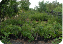 Arun Farms & Nursery