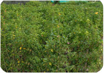 Arun Farms & Nursery