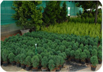 Arun Farms & Nursery