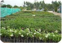 Arun Farms & Nursery