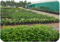 Arun Farms & Nursery