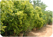 Arun Farms & Nursery