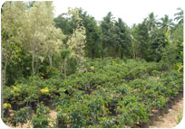 Arun Farms & Nursery