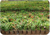 Arun Farms & Nursery