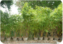 Arun Farms & Nursery