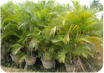 Arun Farms & Nursery