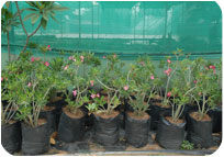 Arun Farms & Nursery