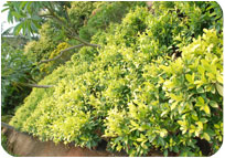 Arun Farms & Nursery