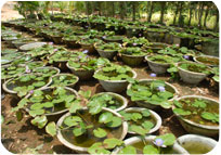 Arun Farms & Nursery