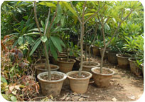 Arun Farms & Nursery