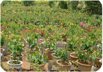 Arun Farms & Nursery