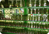 Arun Farms & Nursery