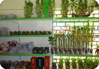 Arun Farms & Nursery