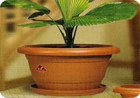 good_luck_plants.html