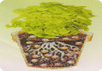 Amla Grafted