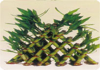 Amla Grafted