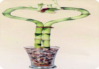Amla Grafted