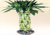 Amla Grafted