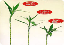Amla Grafted