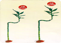 Amla Grafted