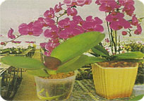 Amla Grafted