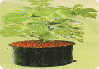 Amla Grafted