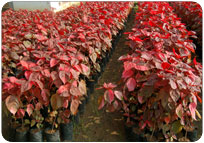 ACALYPHA ROSEA