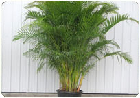 ARECA PALMS