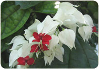 BLEEDING HEART