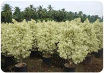 FICUS STARLIGHT