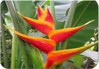 HELICONIA
