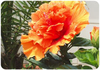 HIBISCU