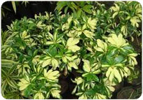 SCHEFFLERA (V)