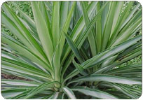 YUCCA SILVER