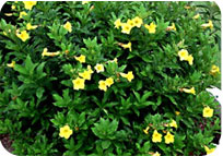 Allamanda